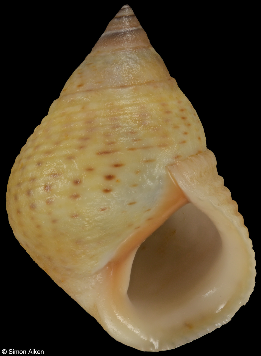 Littoraria irrorata