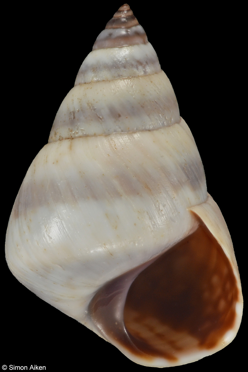 Littoraria mauritiana