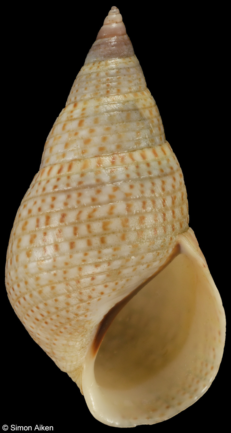 Littoraria melanostoma