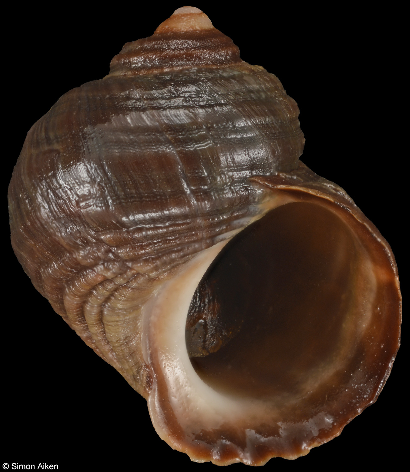 Littorina scutulata