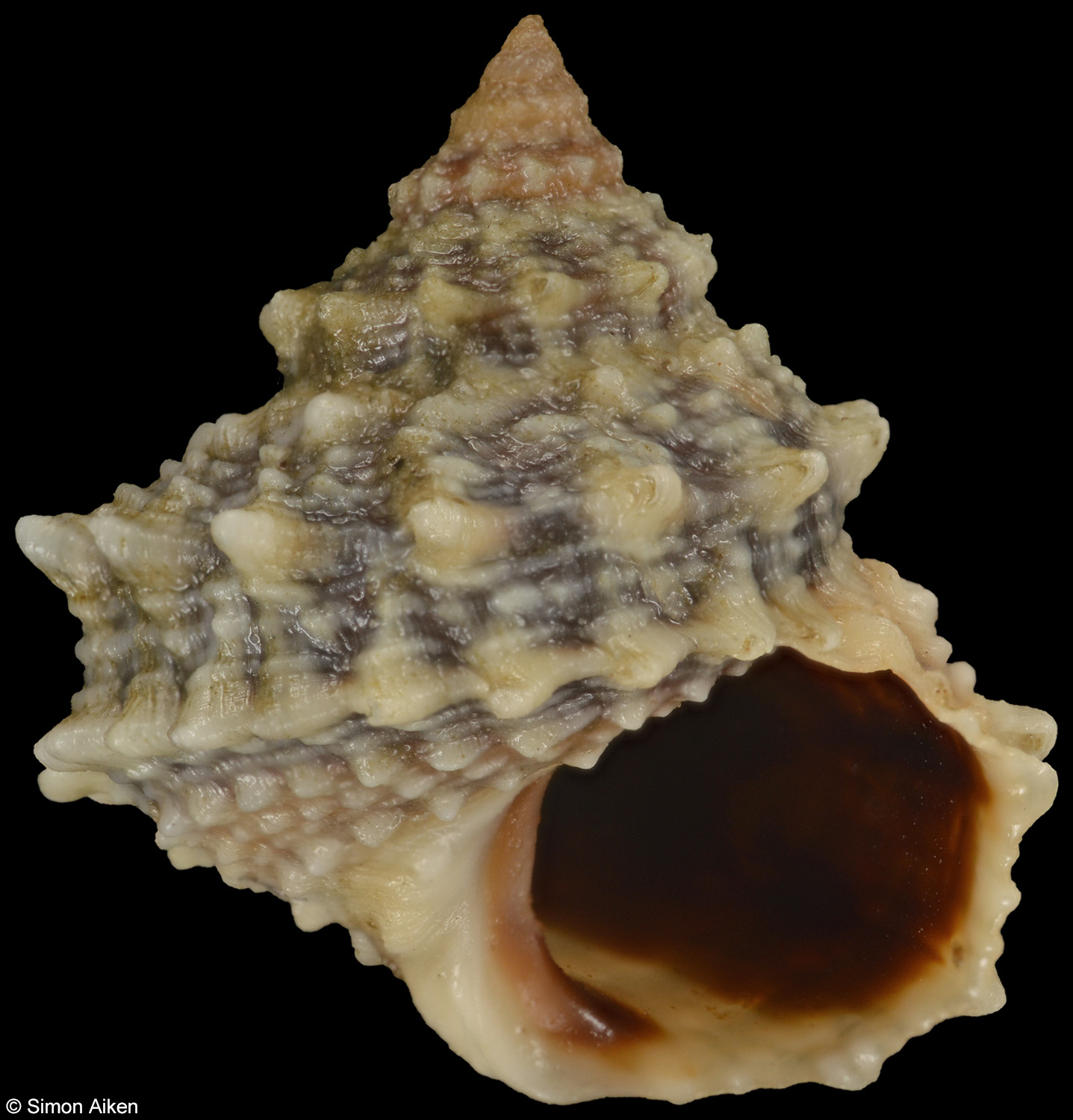 Tectarius antonii