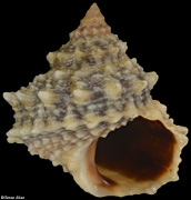 Tectarius antonii