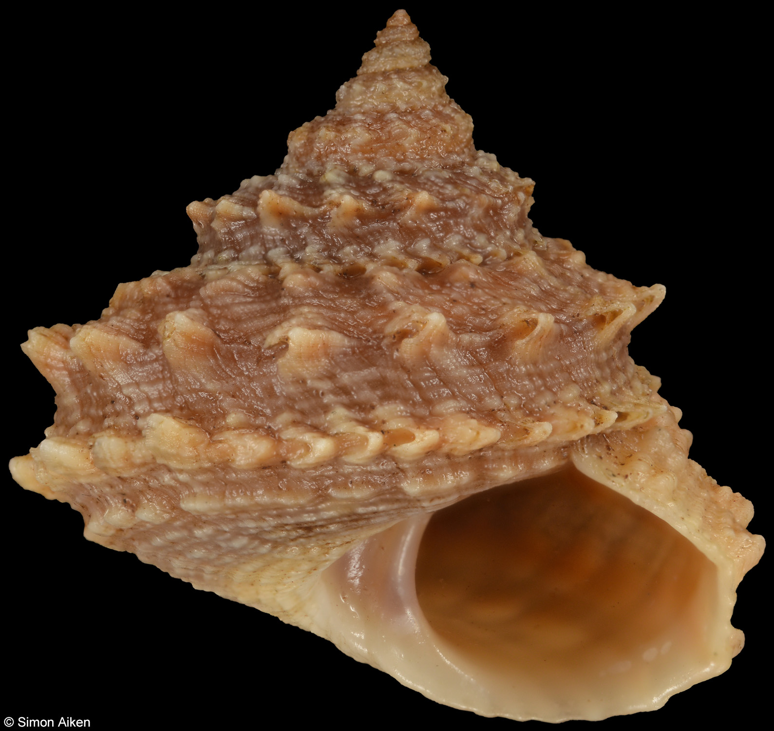 Tectarius cumingii