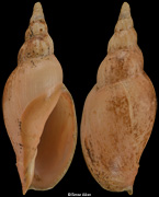 Alcithoe pseudolutea