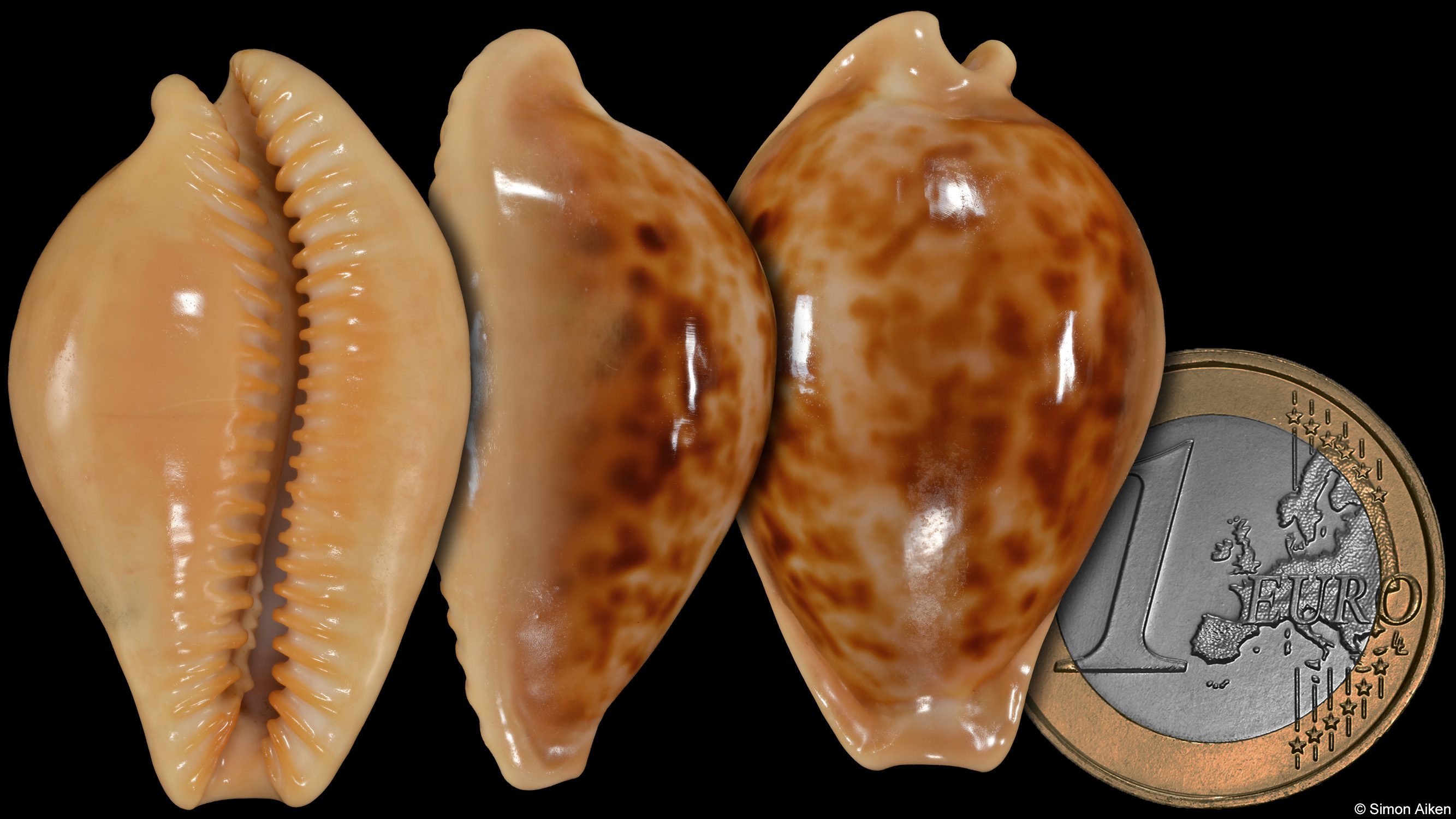 Propustularia surinamensis