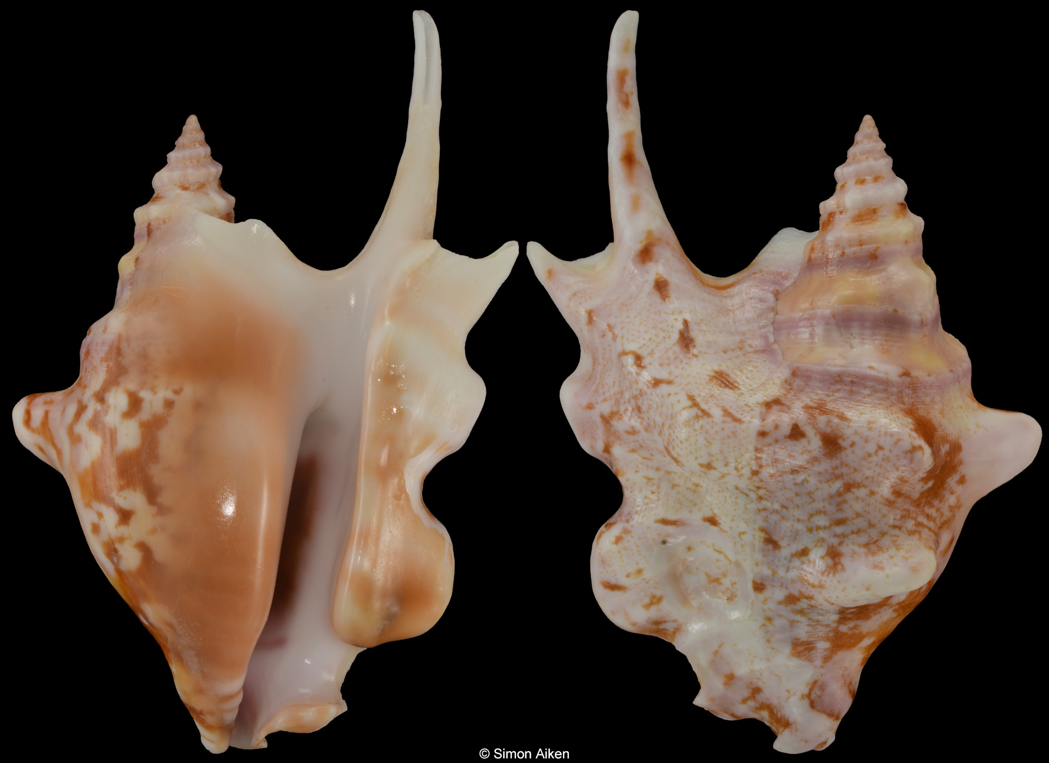Latissistrombus taurus