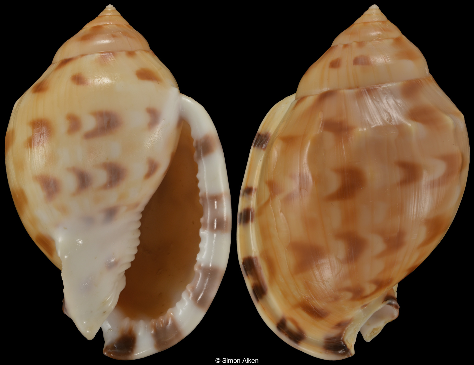 Semicassis iheringi