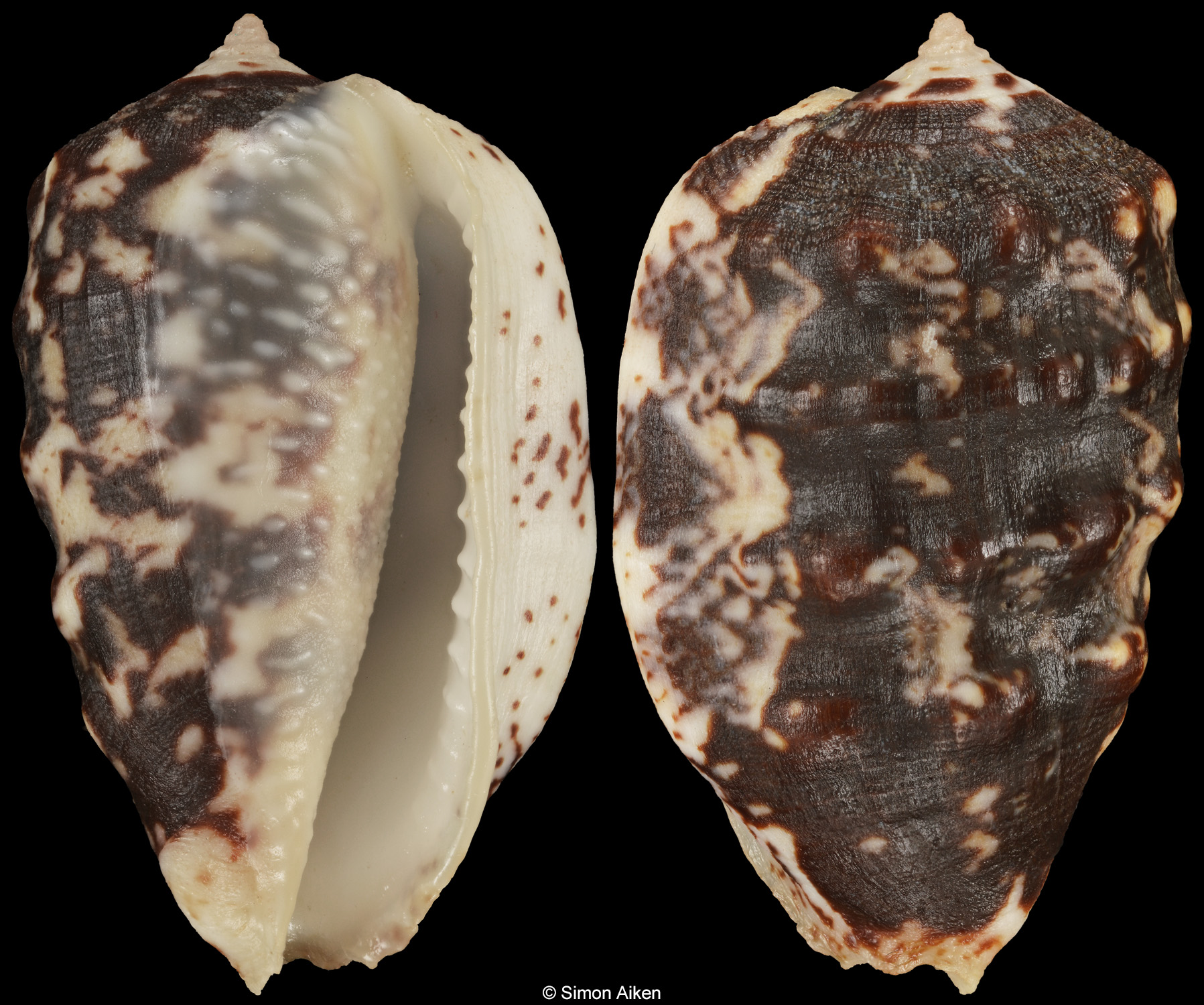 Morum tuberculosum