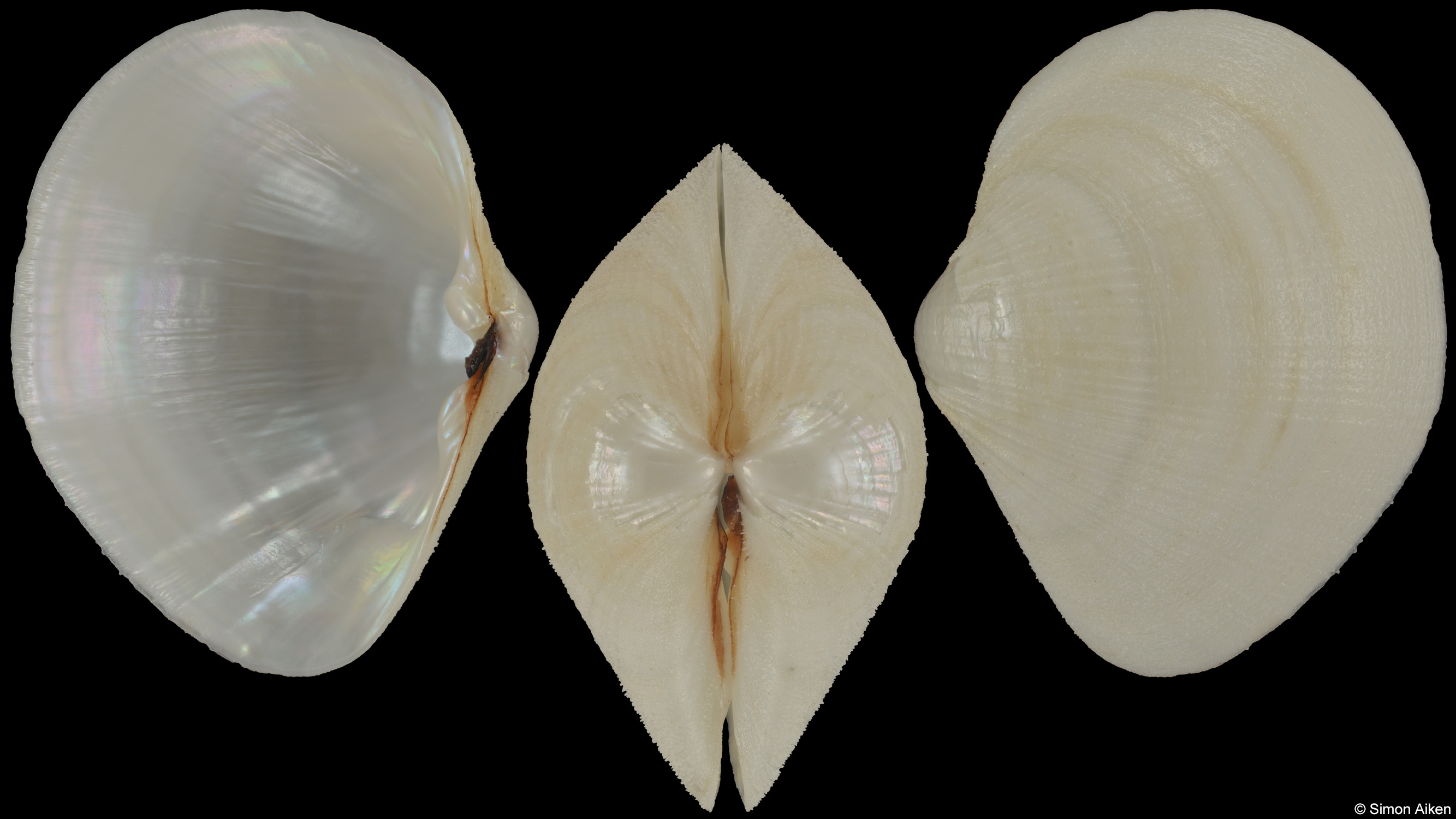 Euciroa galatheae
