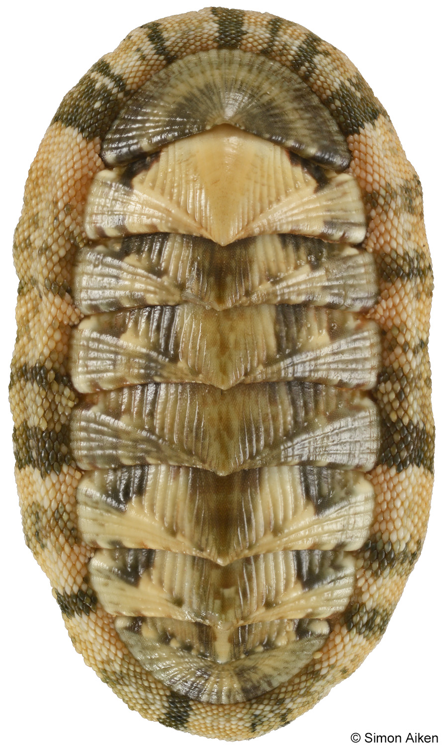 Rhyssoplax olivacea