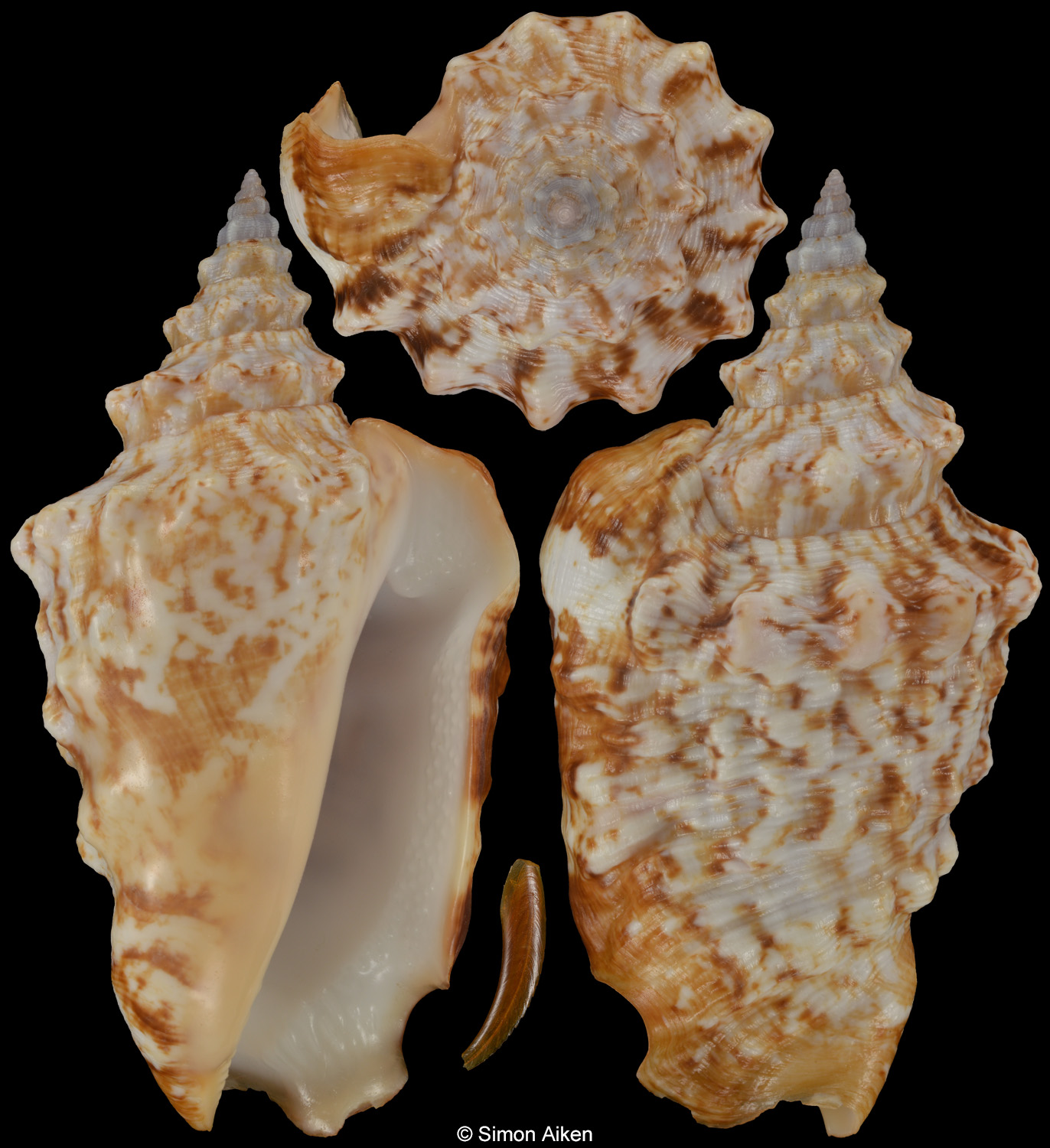 Persististrombus granulatus