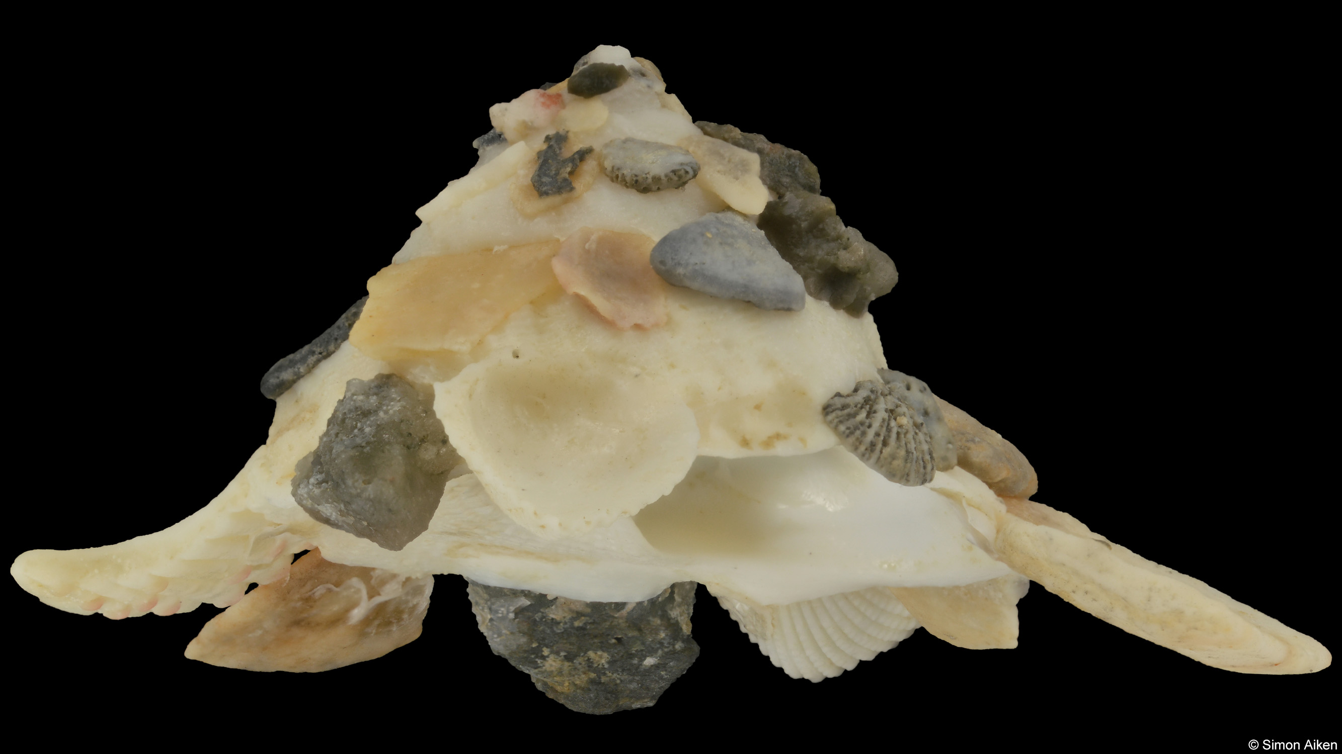 Xenophora solarioides