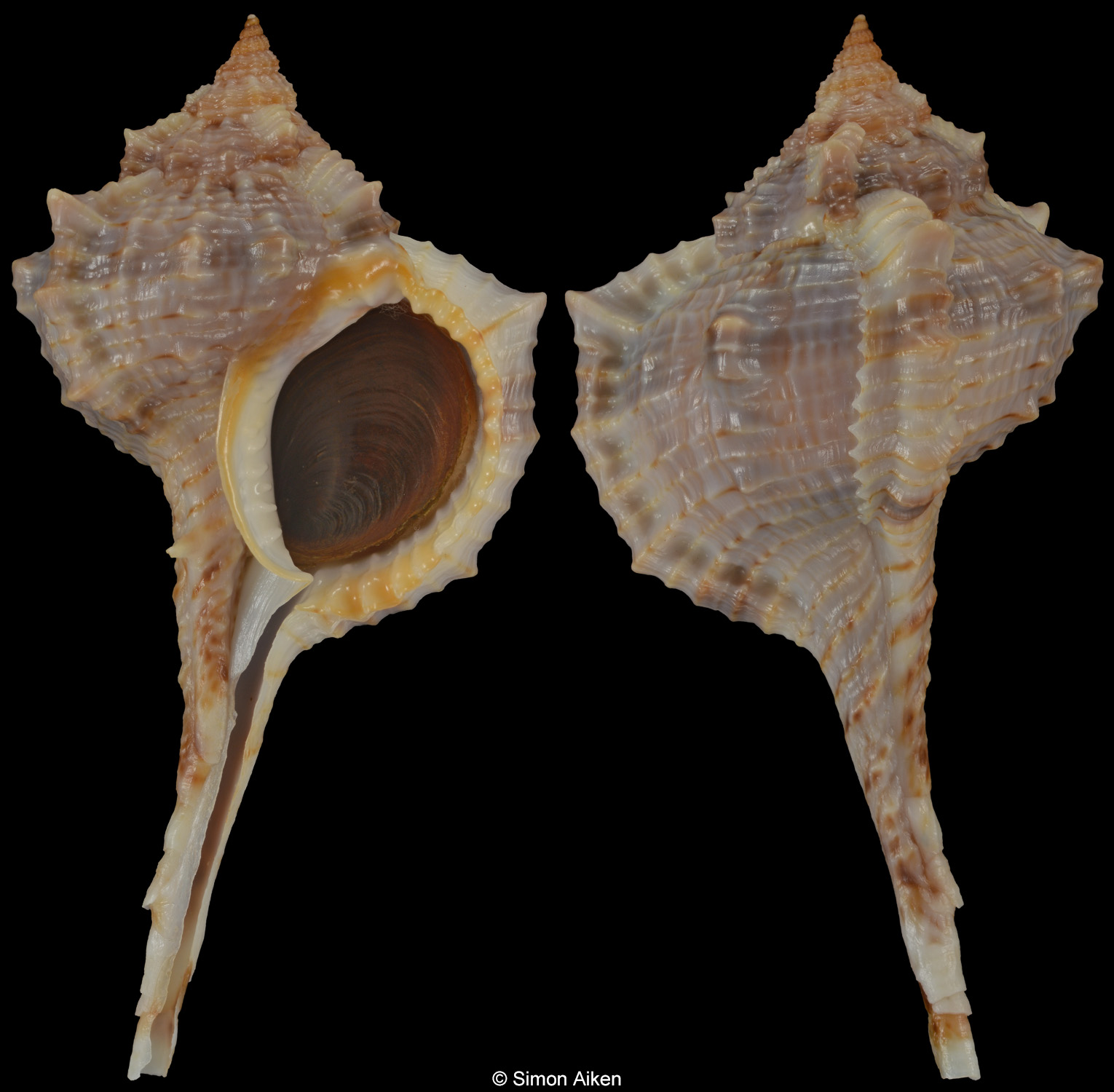 Vokesimurex chrysostoma