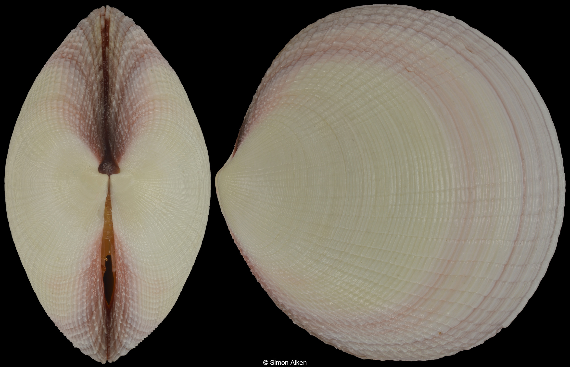 Codakia paytenorum