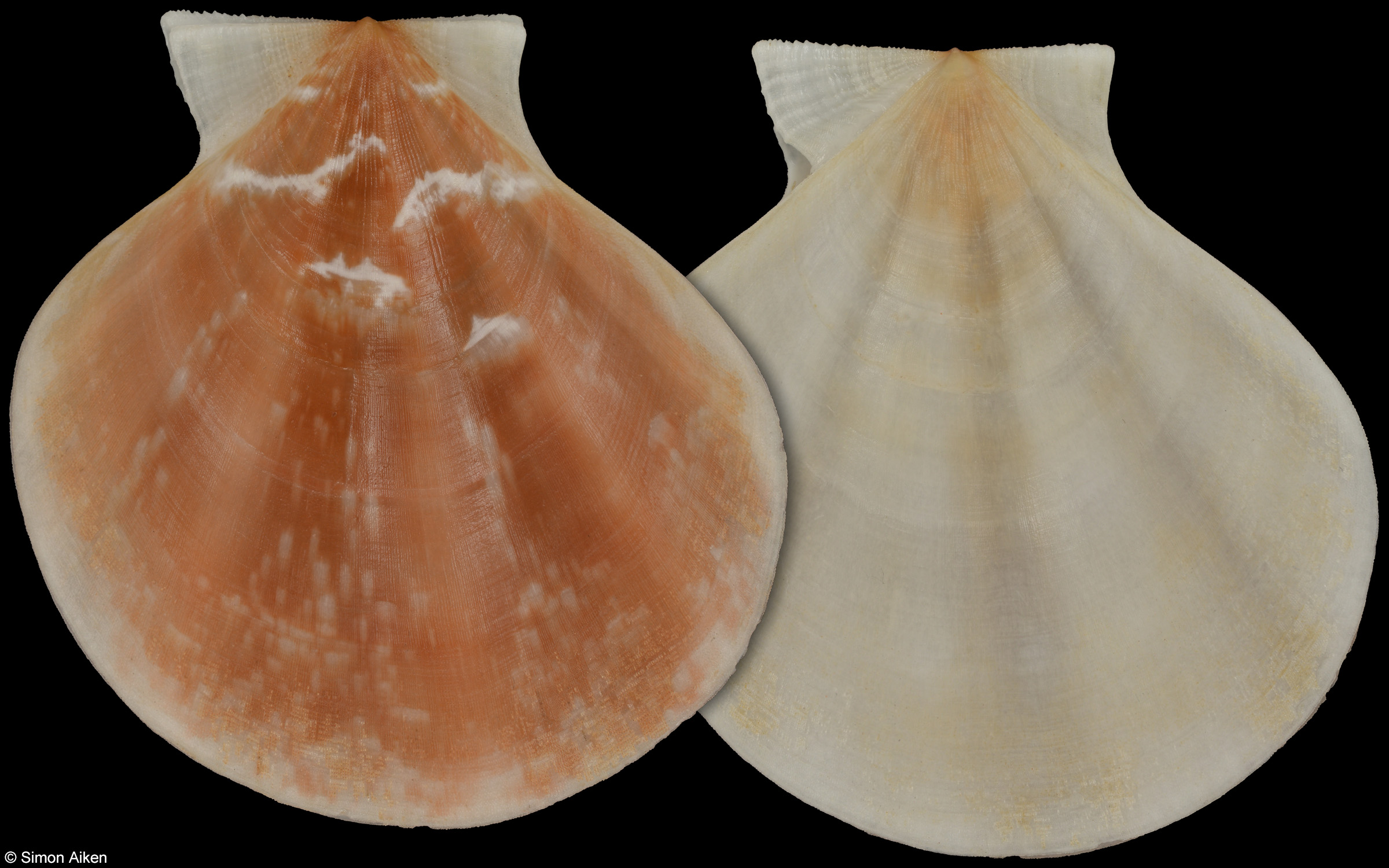 Pseudamussium peslutrae