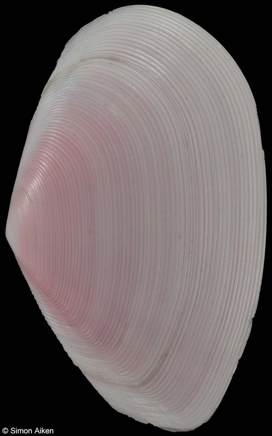 Eurytellina punicea