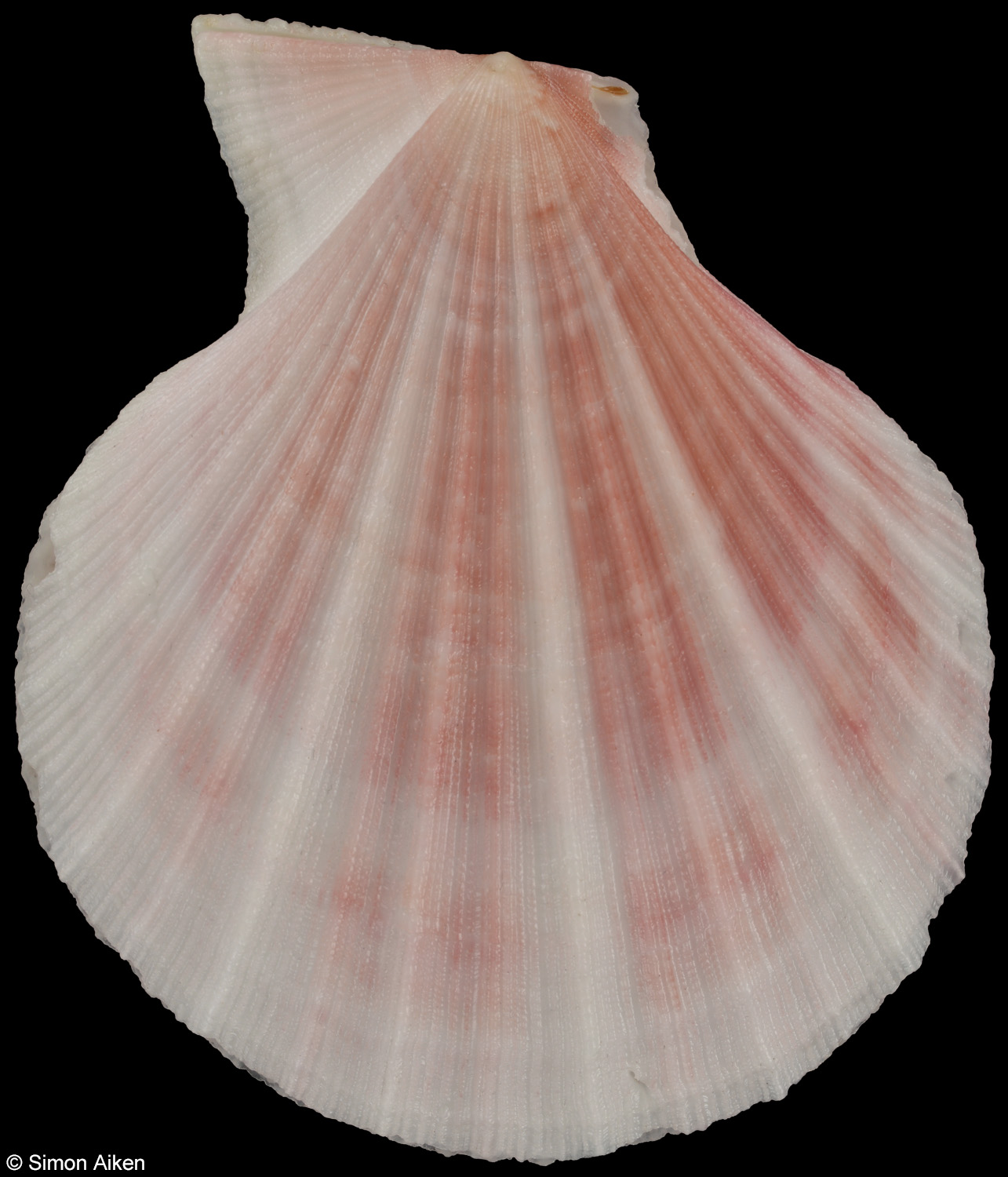 Chlamys hastata