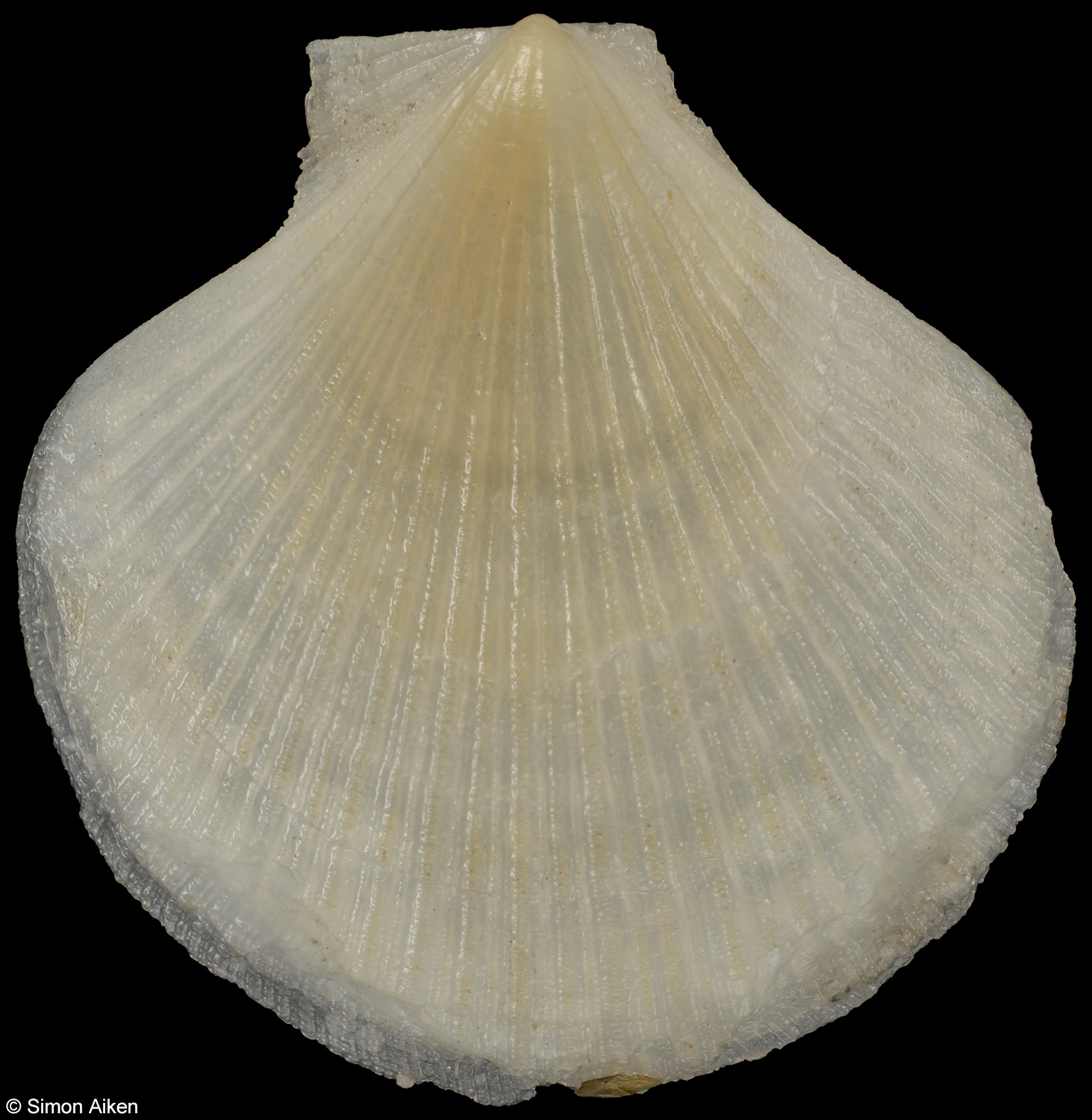 Parvamussium alaskense