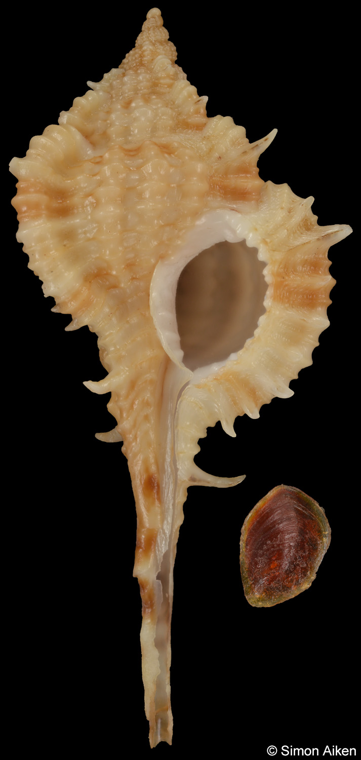 Vokesimurex olssoni