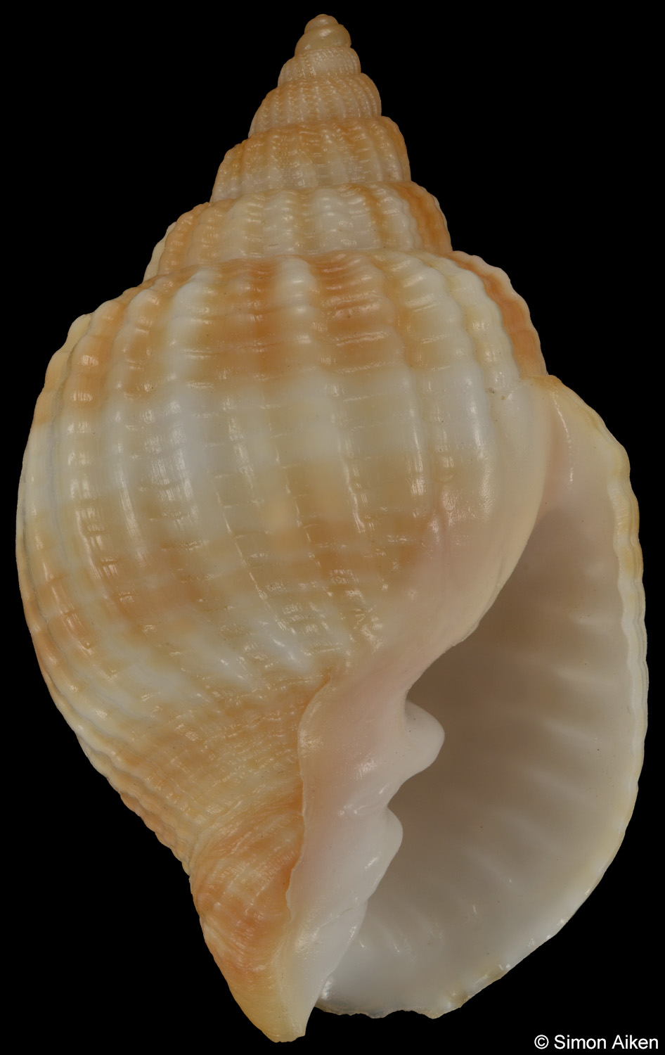 Cancellaria obesa
