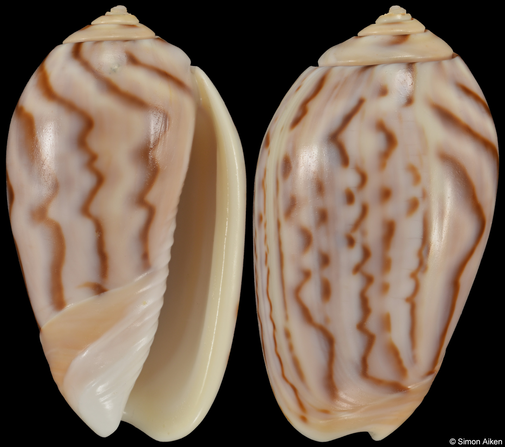 Felicioliva peruviana