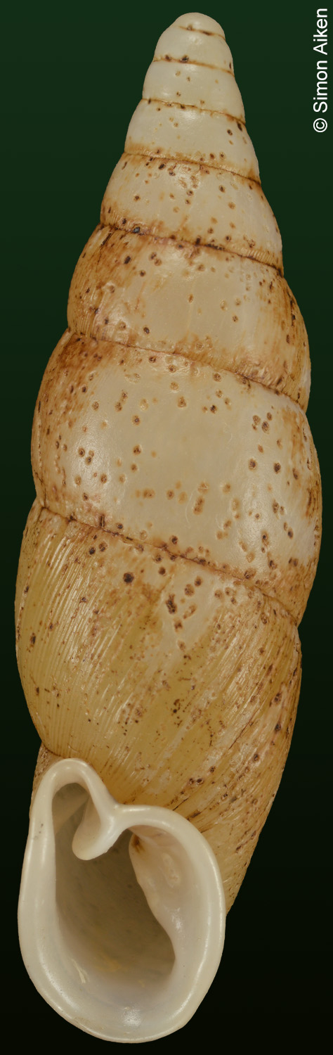 Formosanella bensoni