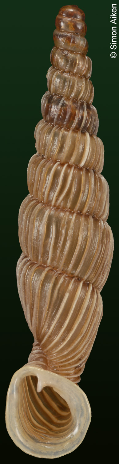 Tropidauchenia danjuan