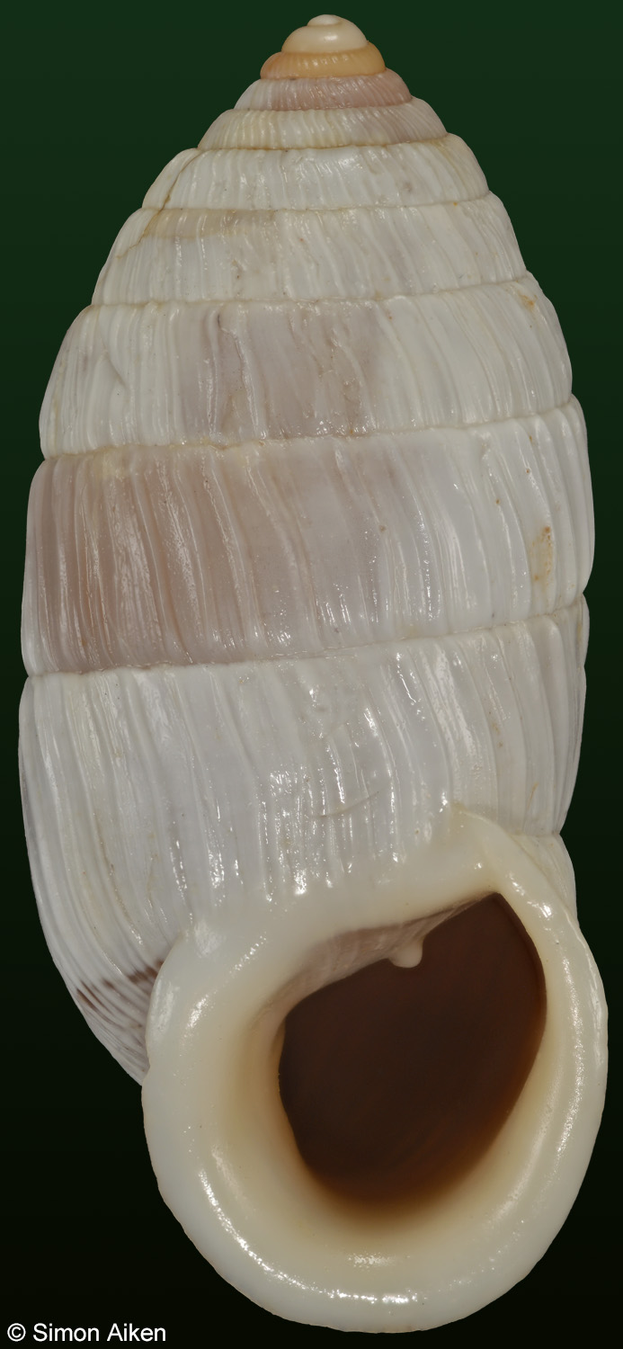 Cerion sanctamariae