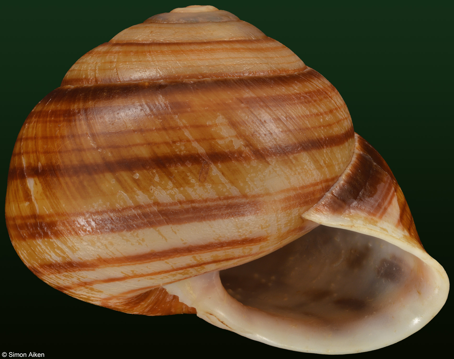Bentosites hefferani