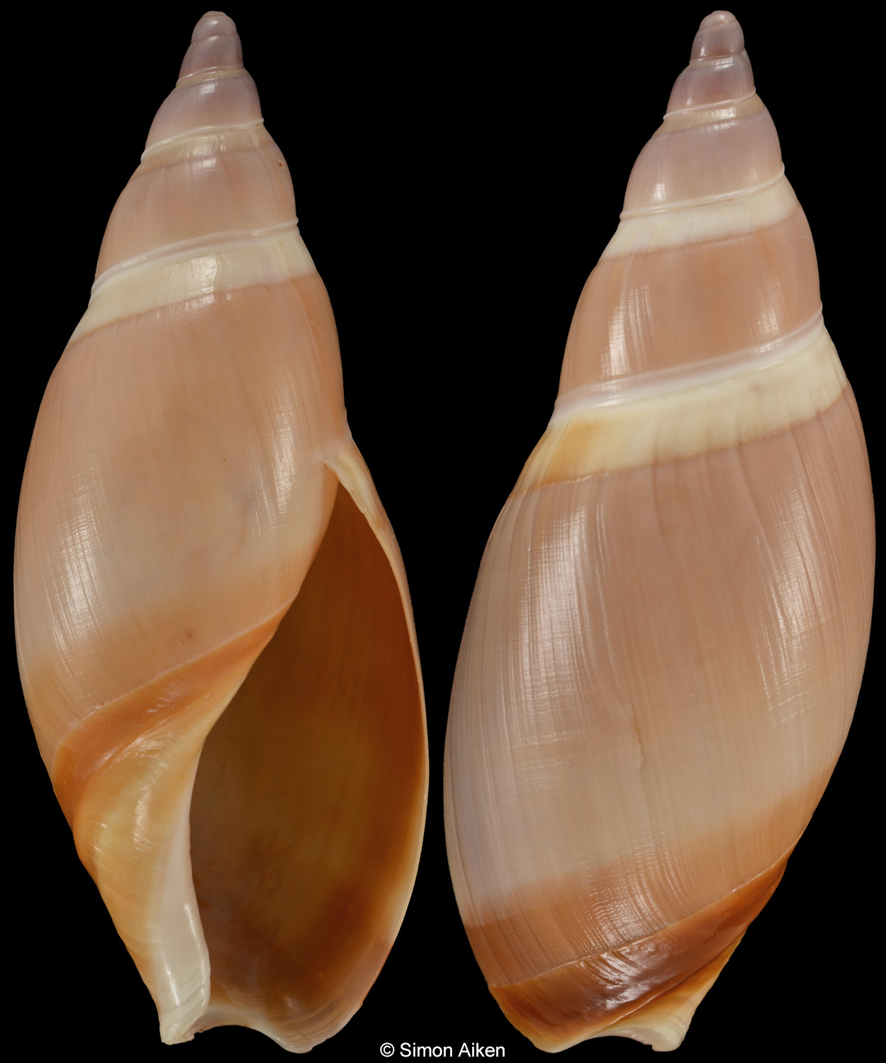 Ancillista cingulata