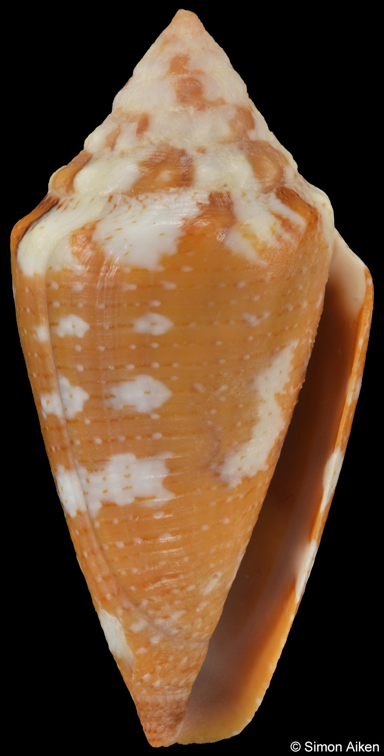 Conus curassaviensis