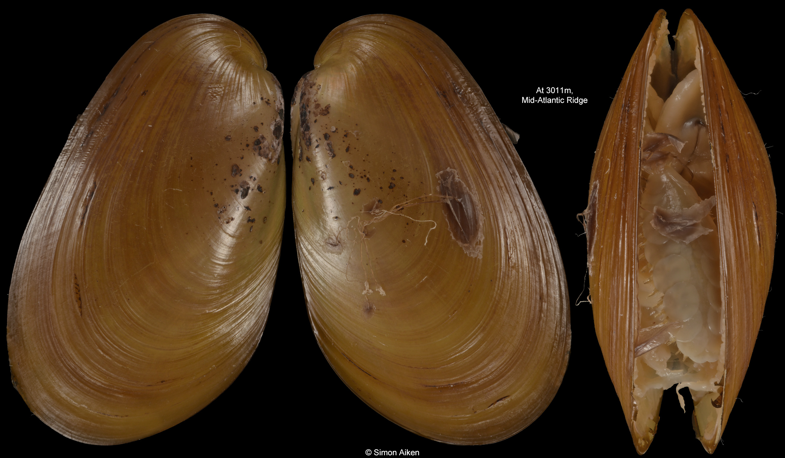 Bathymodiolus puteoserpentis