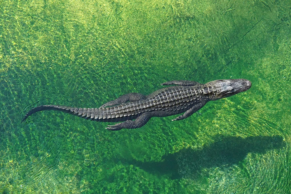 Alligator nageant dans une eau verte et translucide, vu de dessus, avec son ombre au fond.