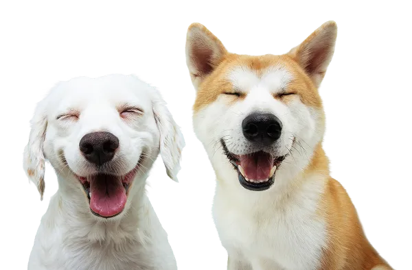 Two cute dogs are smiling.