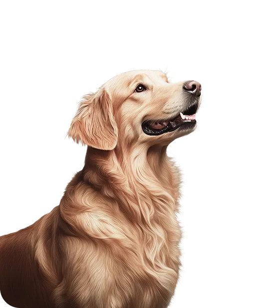 Cute dog is looking up. 