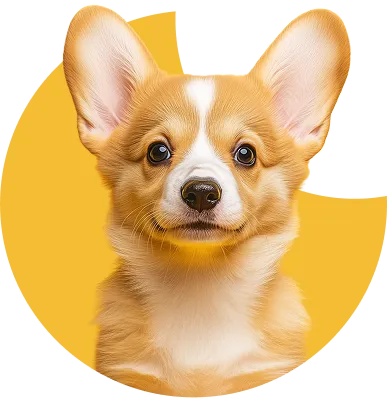 cute dog is looking to the camera