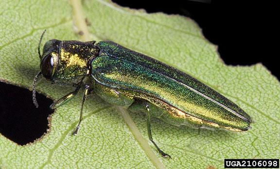 EAB.jpg