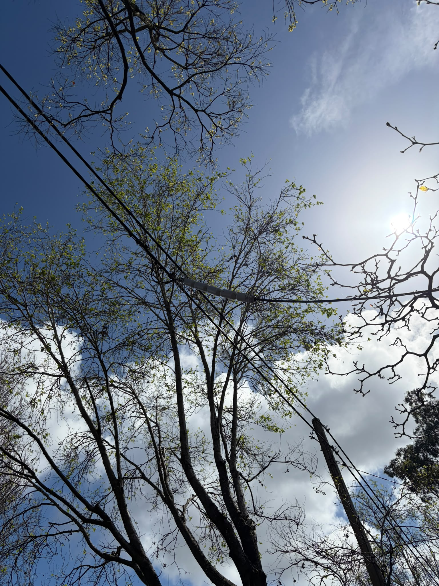 Possum guard installed on an overhead power line at a Sydney property