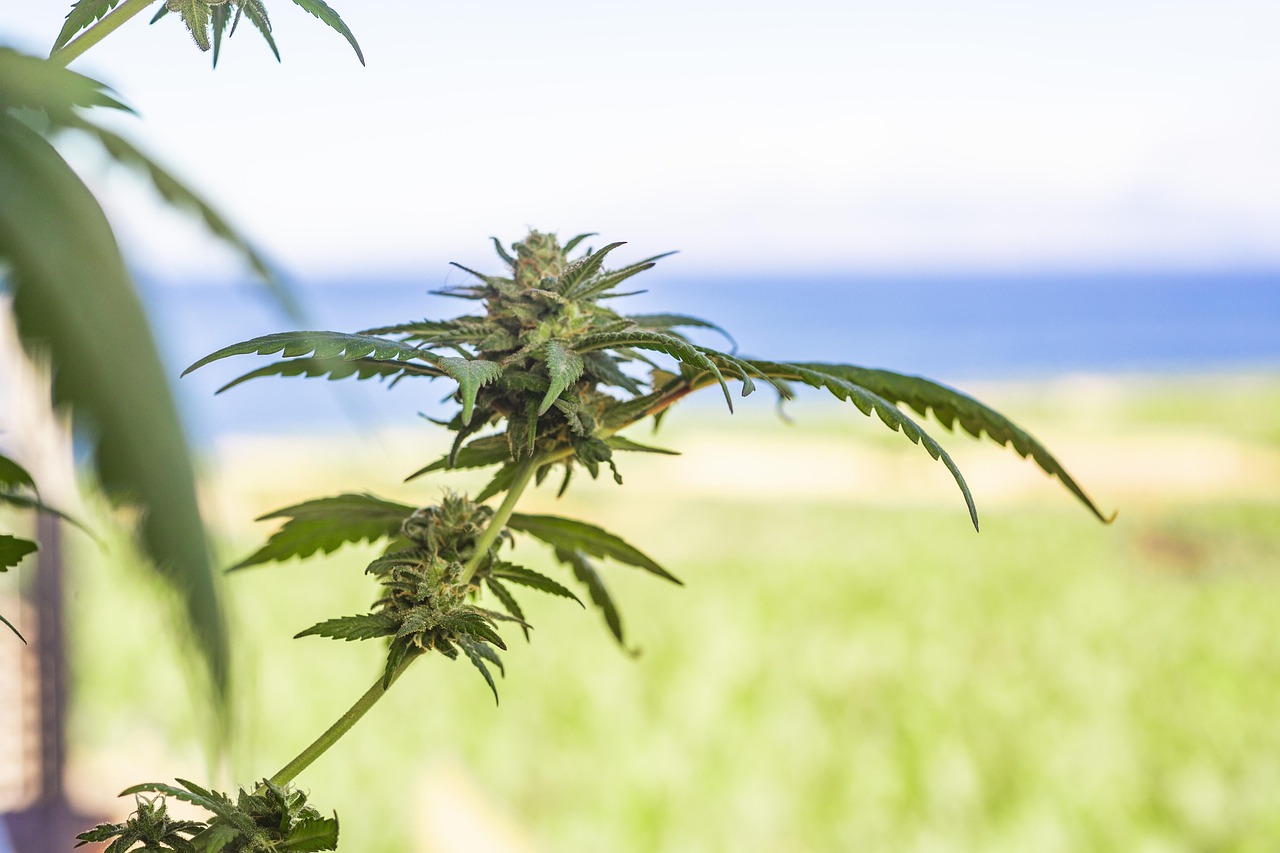 marijuana image