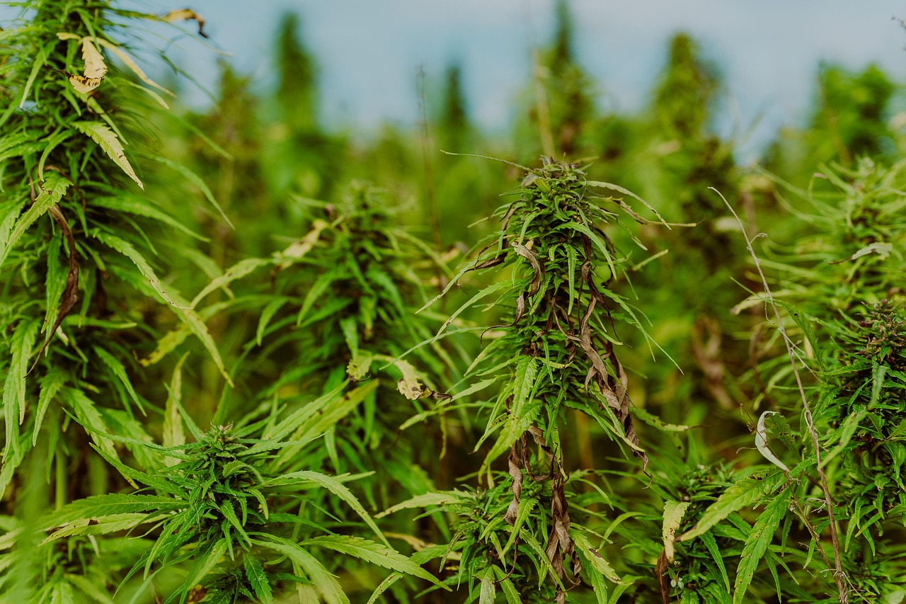 field of cannabis buds