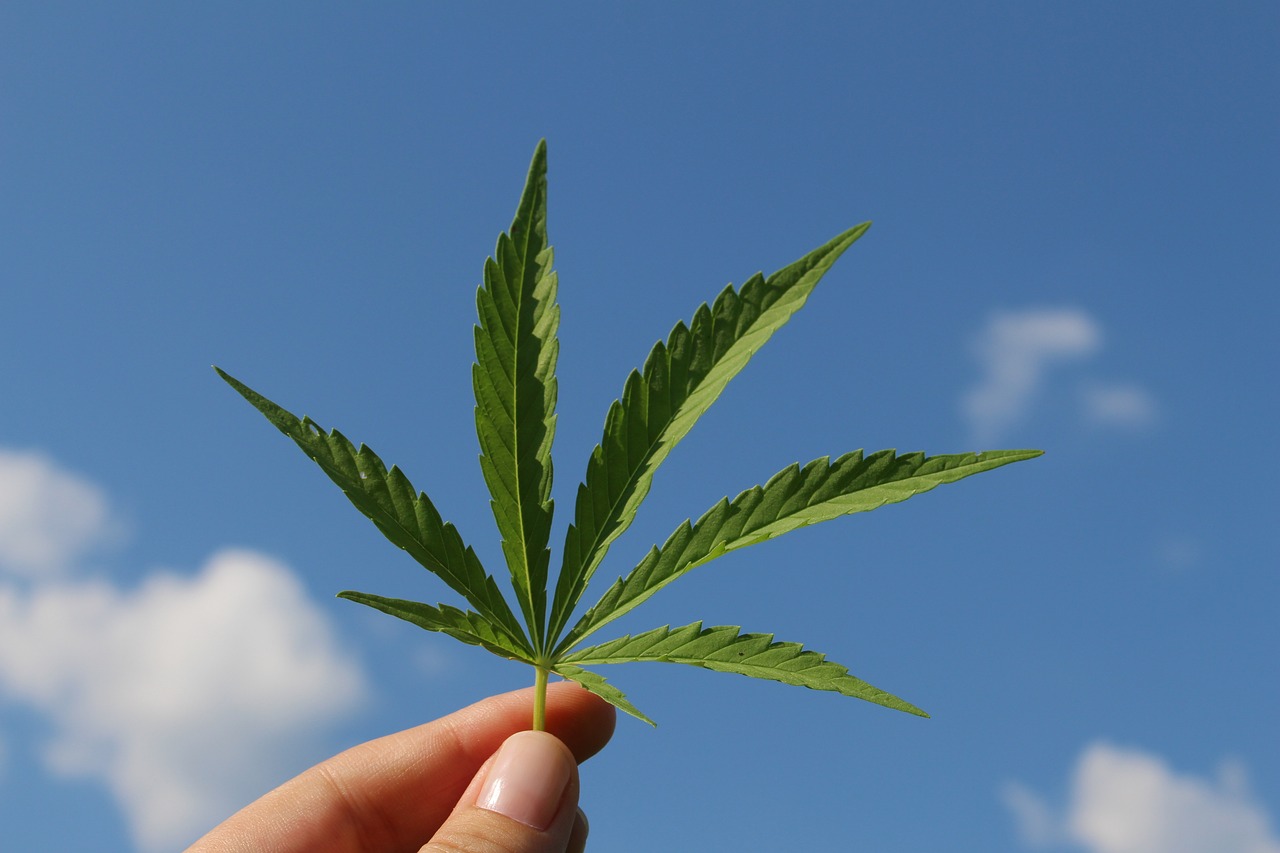 marijuana leaf held up to sky