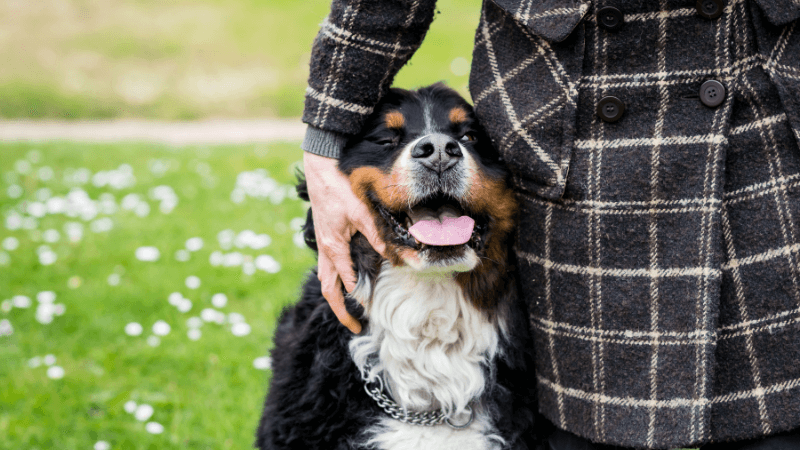 woman in a plaid coat with a Bernese Moutain dog