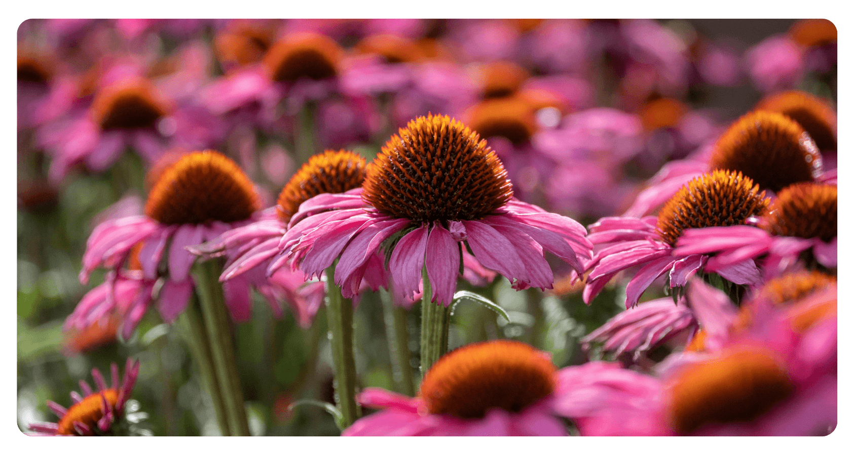 purple cone flowers