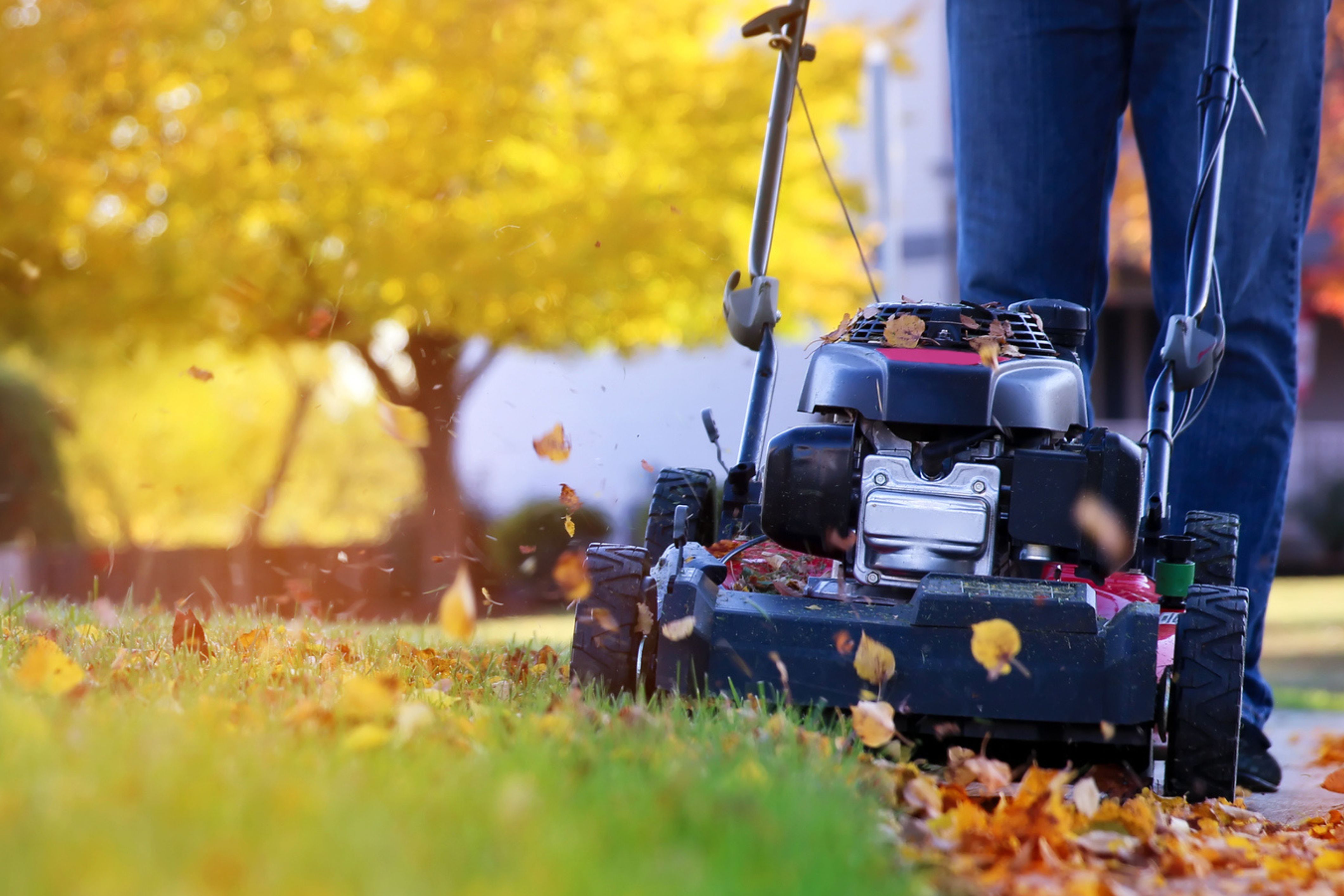 A person mows their lawn using methods for eco-friendly fall lawn care.