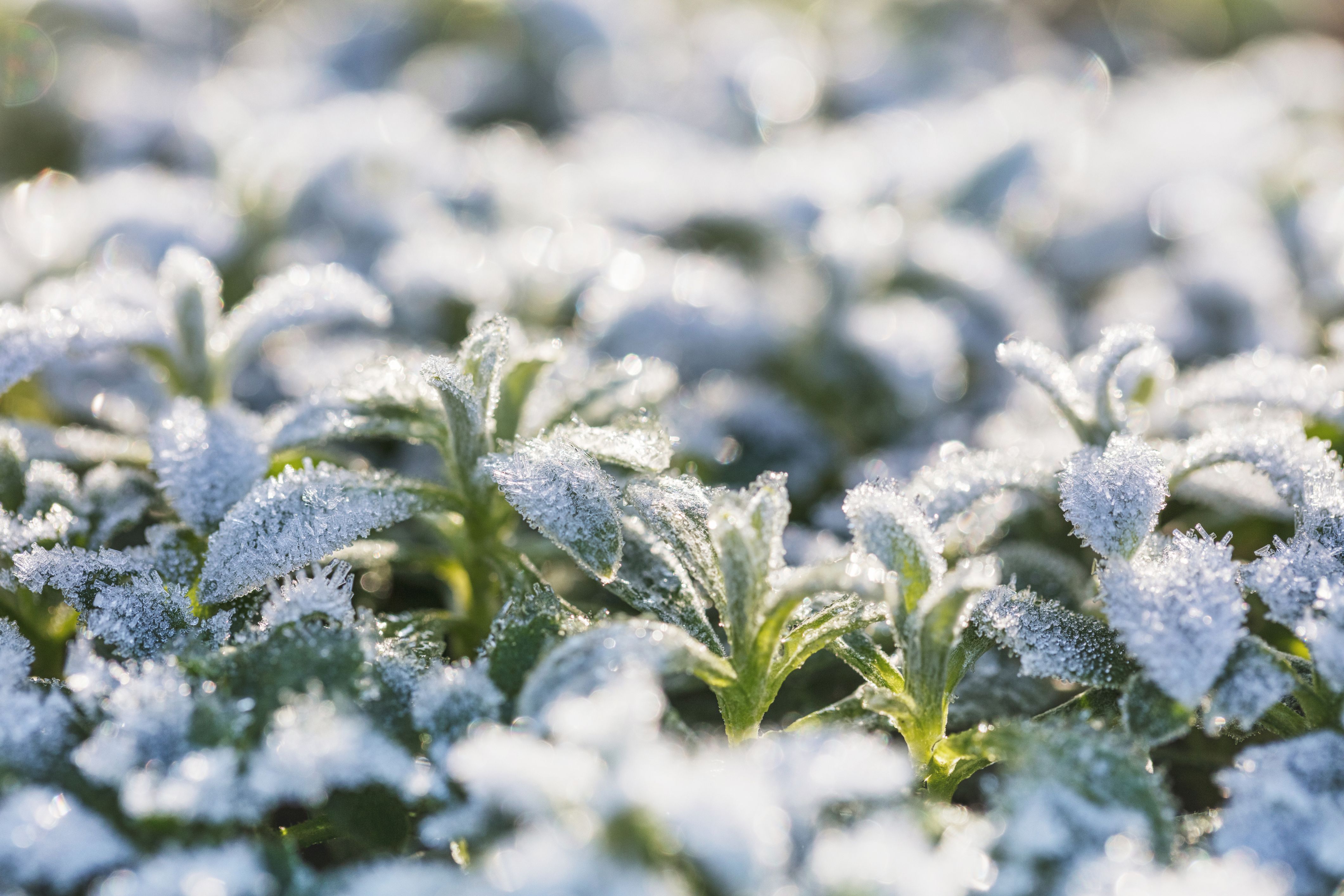 5 plants that can withstand the cold to consider for your community
