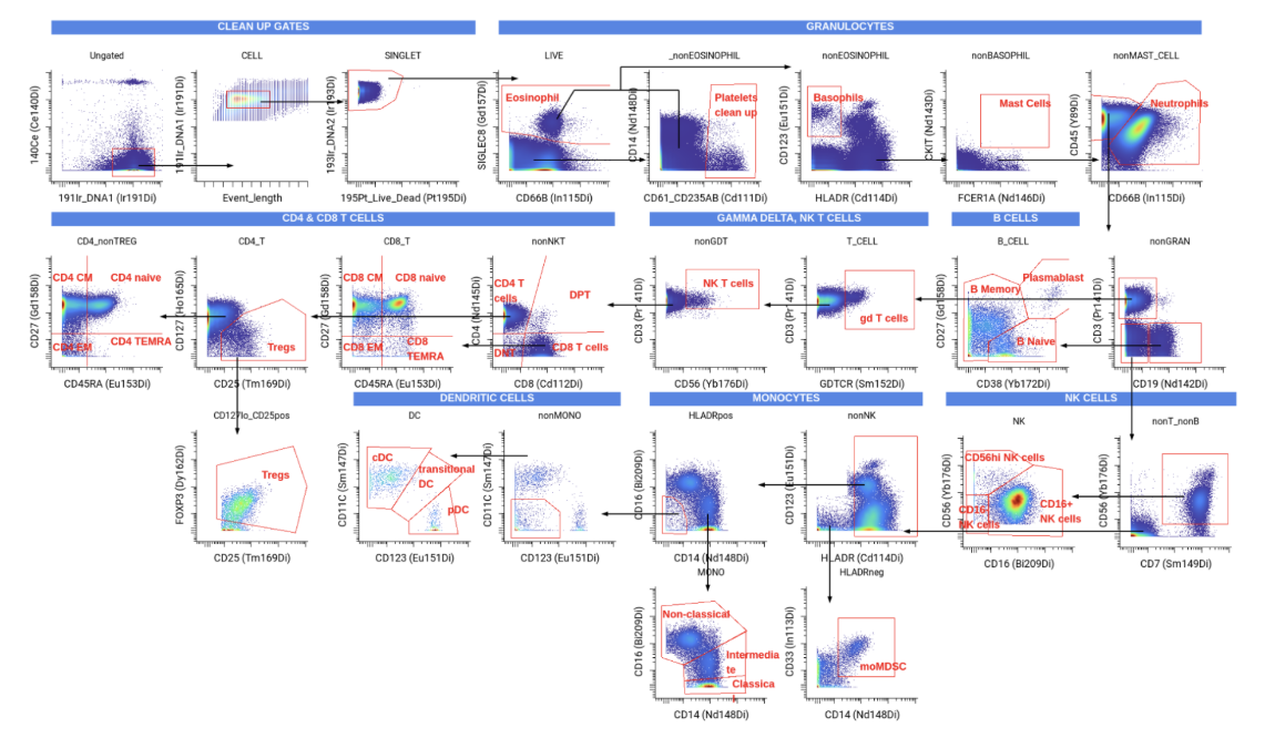 Gating strategy of immune cell populations