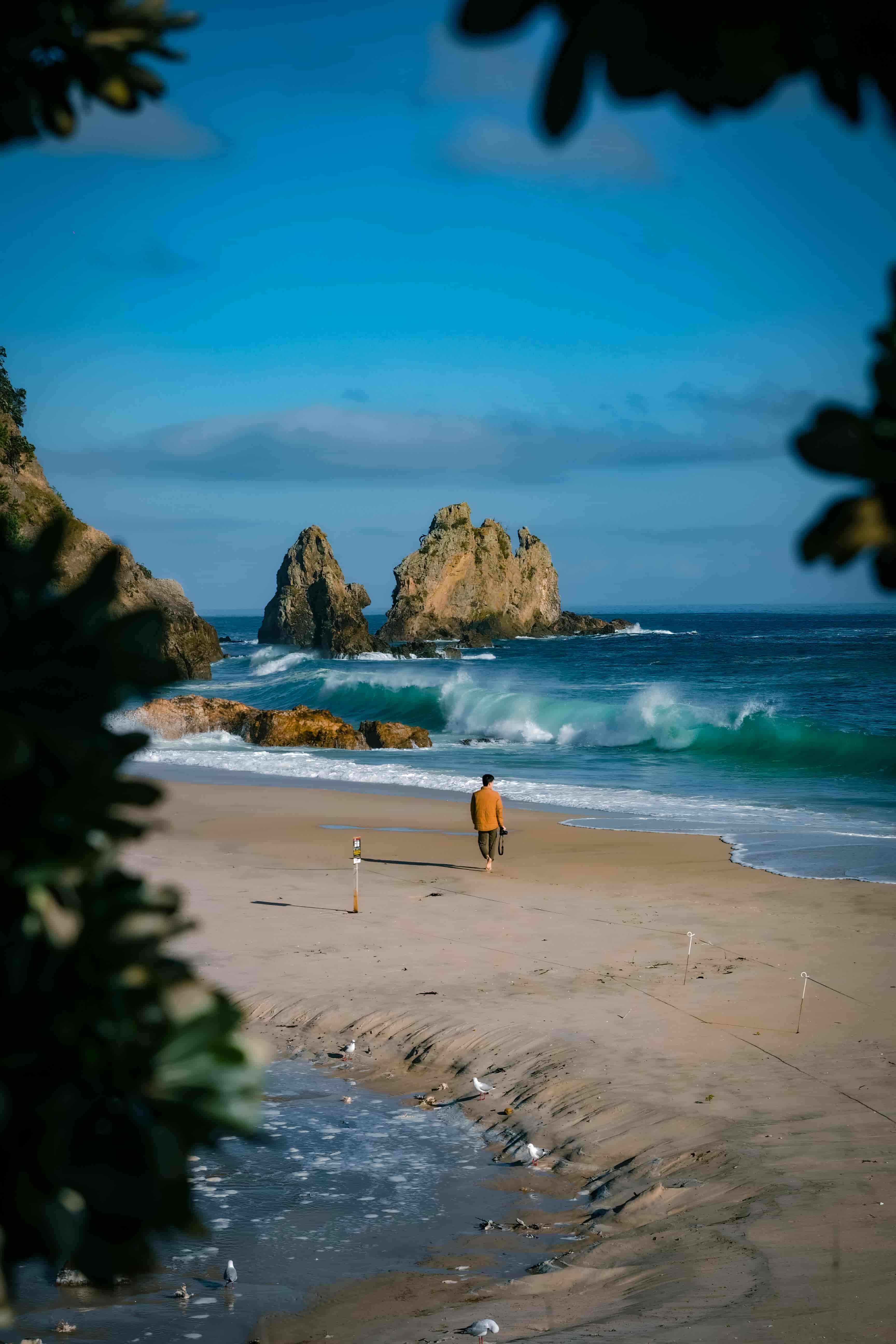 Lone walker on a golden beach below sea stacks and breaking turquoise waves, framed by dark leaves