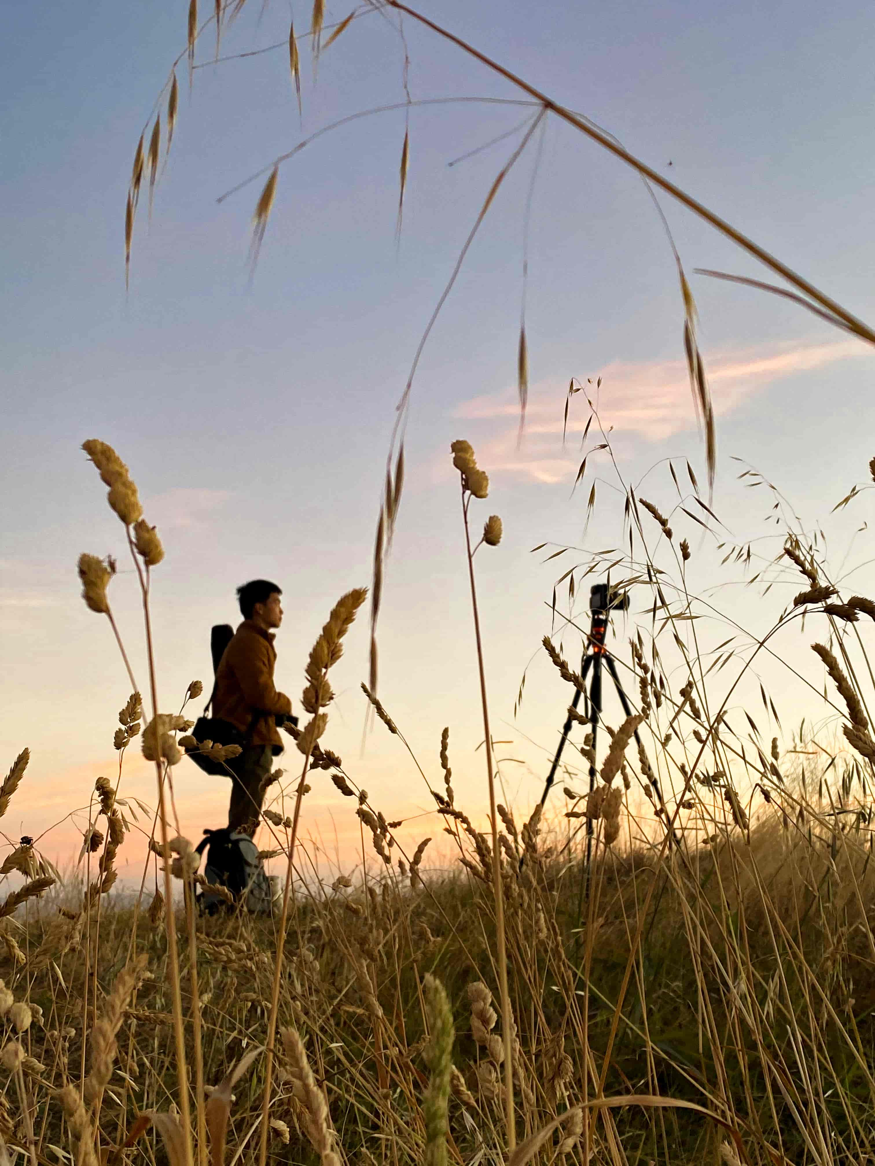 Photographer with a tripod among tall seed-head grasses on a hillside at sunset