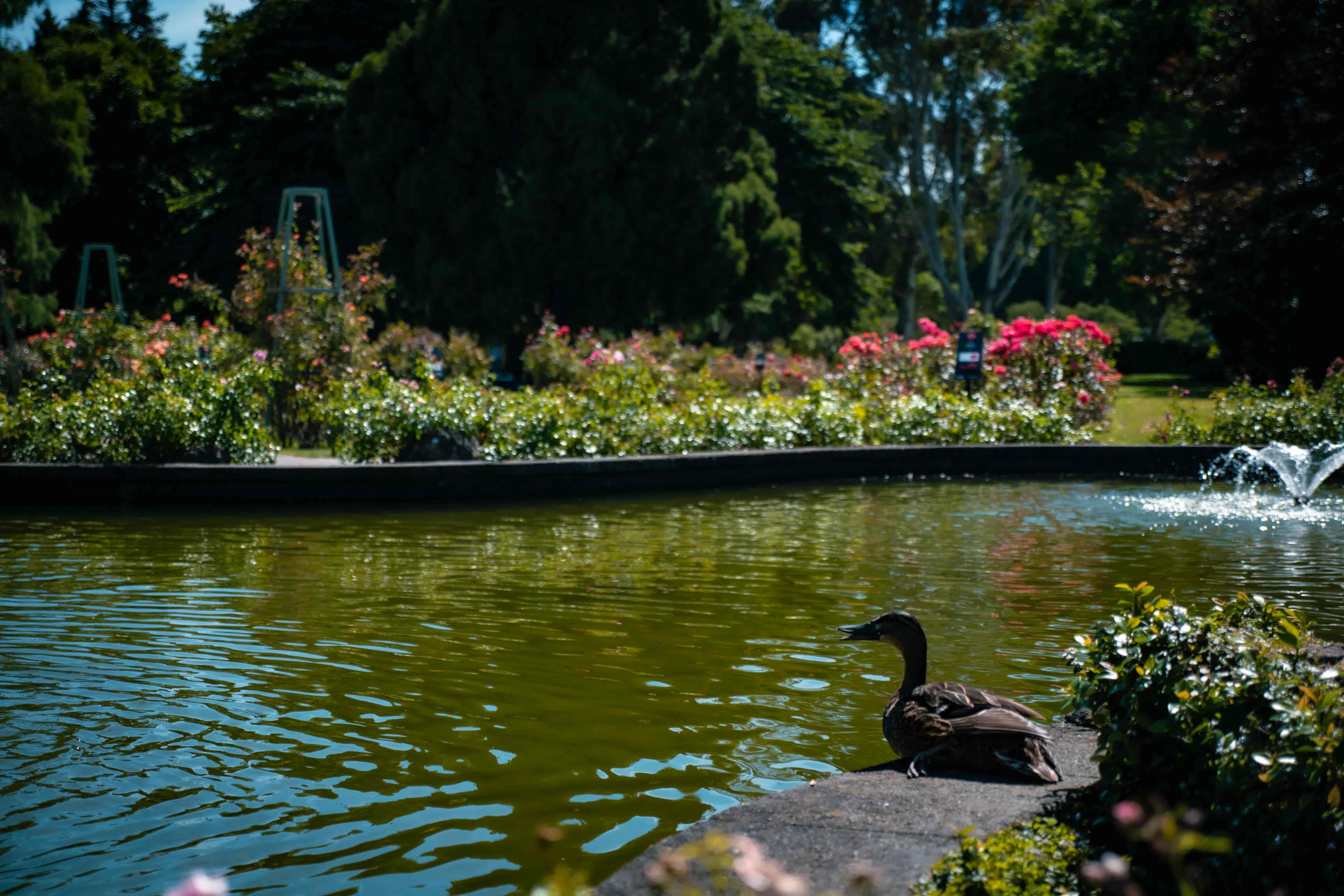 Duck resting on a stone ledge by a pond with a fountain, rose beds and tall trees behind