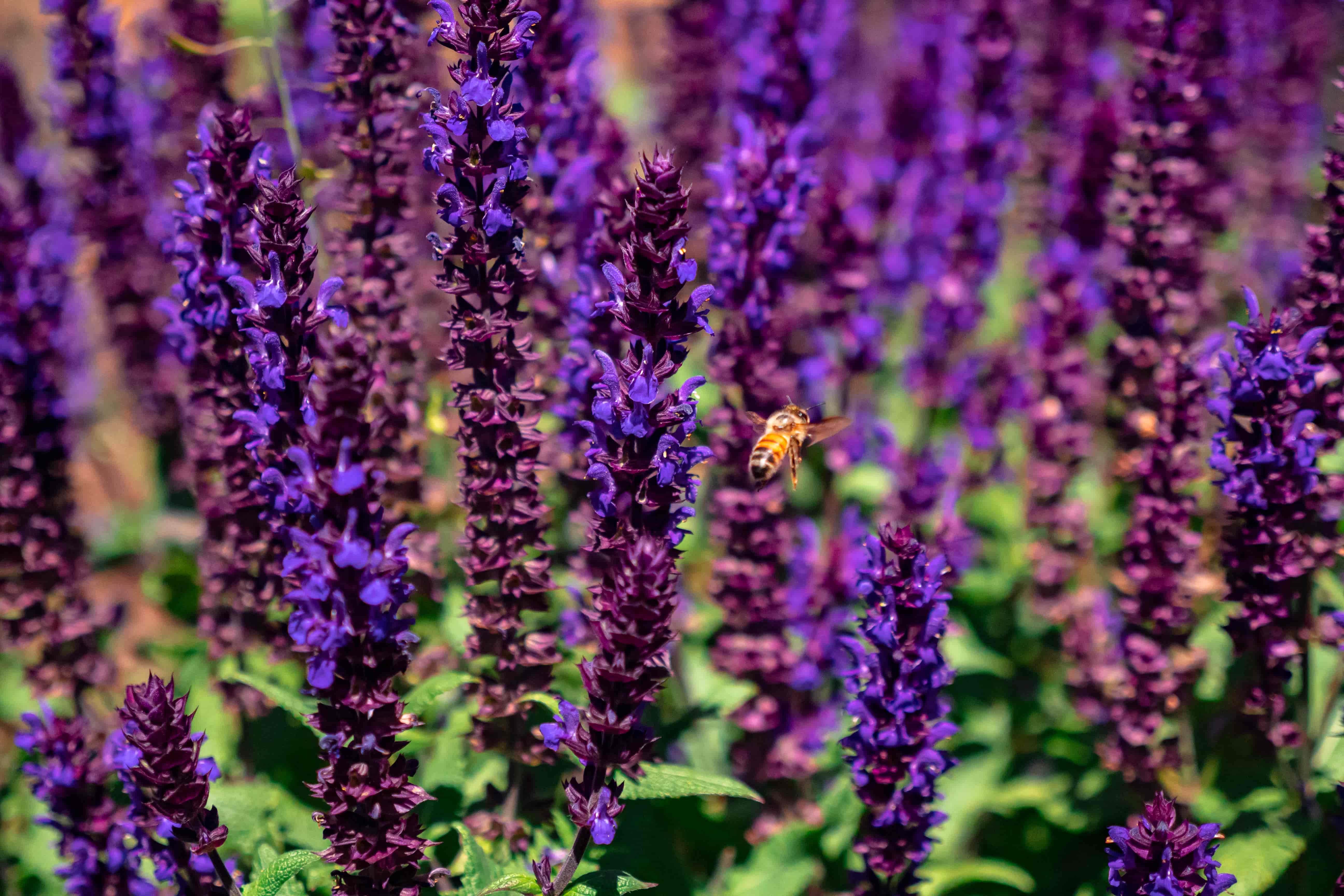 Honeybee hovering beside tall purple salvia spikes in a sunlit garden bed